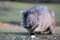 Wombat