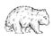 Wombat animal sketch engraving vector