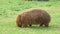 Wombat in Australia