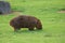 Wombat in Australia