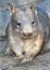 Wombat, australian common, queensland, australia