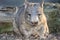 Wombat, australian common, queensland, australia