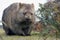 Wombat close-up