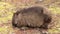 Wombat eating / foraging