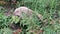 Wombat eating grass. Australian marsupial animal. Closeup.