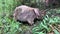 Wombat eating grass. Australian marsupial animal. Closeup.