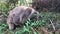 Wombat eating grass. Australian marsupial animal. Closeup.