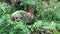 Wombat eating grass. Australian marsupial animal. Closeup.