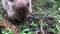 Wombat eating grass. Australian marsupial animal. Closeup.