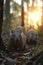 Wombat family in the forest with setting sun shining.