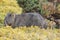 A wombat foraging in the grass at Cradle Mountain-Lake Saint Clair National Park in Tasmania, Australia.