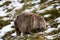 Wombat foraging in the snow at Cradle Mountain National Park, Tasmania