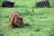 Wombat grazing in Australia