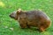 Wombat on green grass.