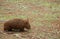 Wombat on the ground