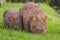 Wombat and her baby grazing on grass at Bendeela Campground.