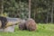 Wombat and her baby grazing on grass at Bendeela Campground.