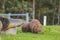 Wombat and her baby grazing on grass at Bendeela Campground.