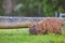 Wombat and her baby grazing on grass at Bendeela Campground.