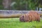 Wombat and her baby grazing on grass at Bendeela Campground.