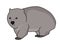 Wombat illustration vector