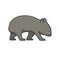 Wombat isolated vector illustration