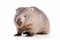 wombat isolated on white background