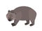 Wombat isolated on white background. Portrait of cute wild marsupial herbivorous animal. Gorgeous exotic species