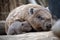 wombat with its newborn baby in its pouch