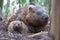 wombat with its newborn baby in its pouch