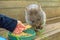 Wombat joey feeding