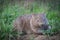 Wombat - Kangaroo Valley Australia