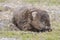 Wombat in Narawntapu National Park