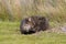 Wombat in Narawntapu National Park