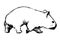 Wombat Sketch style Hand drawn