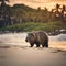 Wombat standing on a beach at sunset