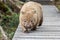 Wombat on trail in Cradle Mountain