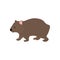 Wombat vector illustration