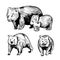 Wombat. Vector  illustration