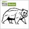 Wombat - vector illustration in realistic style on white
