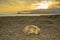 Wombat Vombatus ursinus on Maria island during sunset over Tasmanian sea