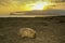 Wombat Vombatus ursinus on Maria island during sunset over Tasmanian sea