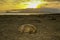 Wombat Vombatus ursinus on Maria island during sunset over Tasmanian sea