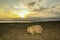 Wombat Vombatus ursinus on Maria island during sunset over Tasmanian sea