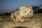 Wombat Vombatus ursinus on Maria Island during twilight