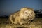 Wombat Vombatus ursinus on Maria Island during twilight