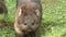 Wombat walking