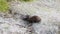 Wombat in the wild walks to its burrow entrance, Australia animal