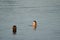 Women bathing in the sea.