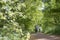 Women on bicycle on narrow bike path through spring trees in the centre of holland